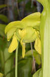 Green pitcherplant